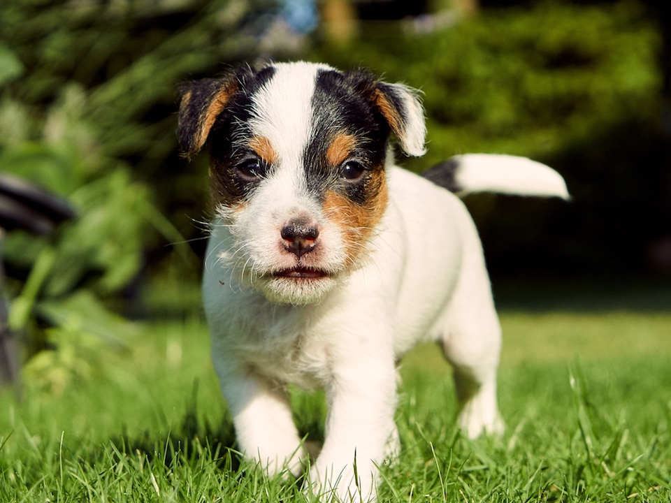 Parson Russell Terrier Rüdenwelpe (verkauft)